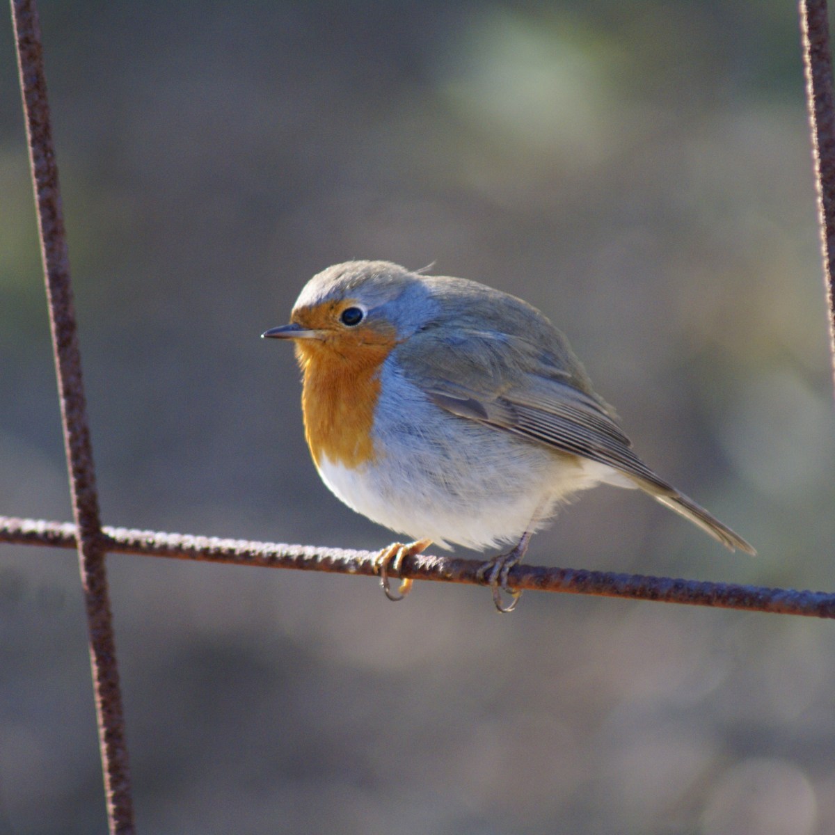 Nidingen, una sosta lungo il&nbsp;viaggio