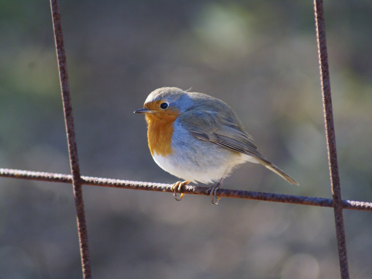Nidingen, una sosta lungo il&nbsp;viaggio