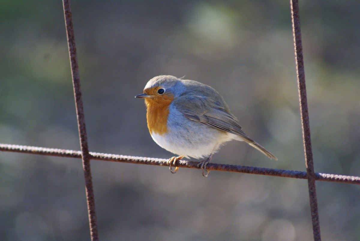 Nidingen, una sosta lungo il&nbsp;viaggio