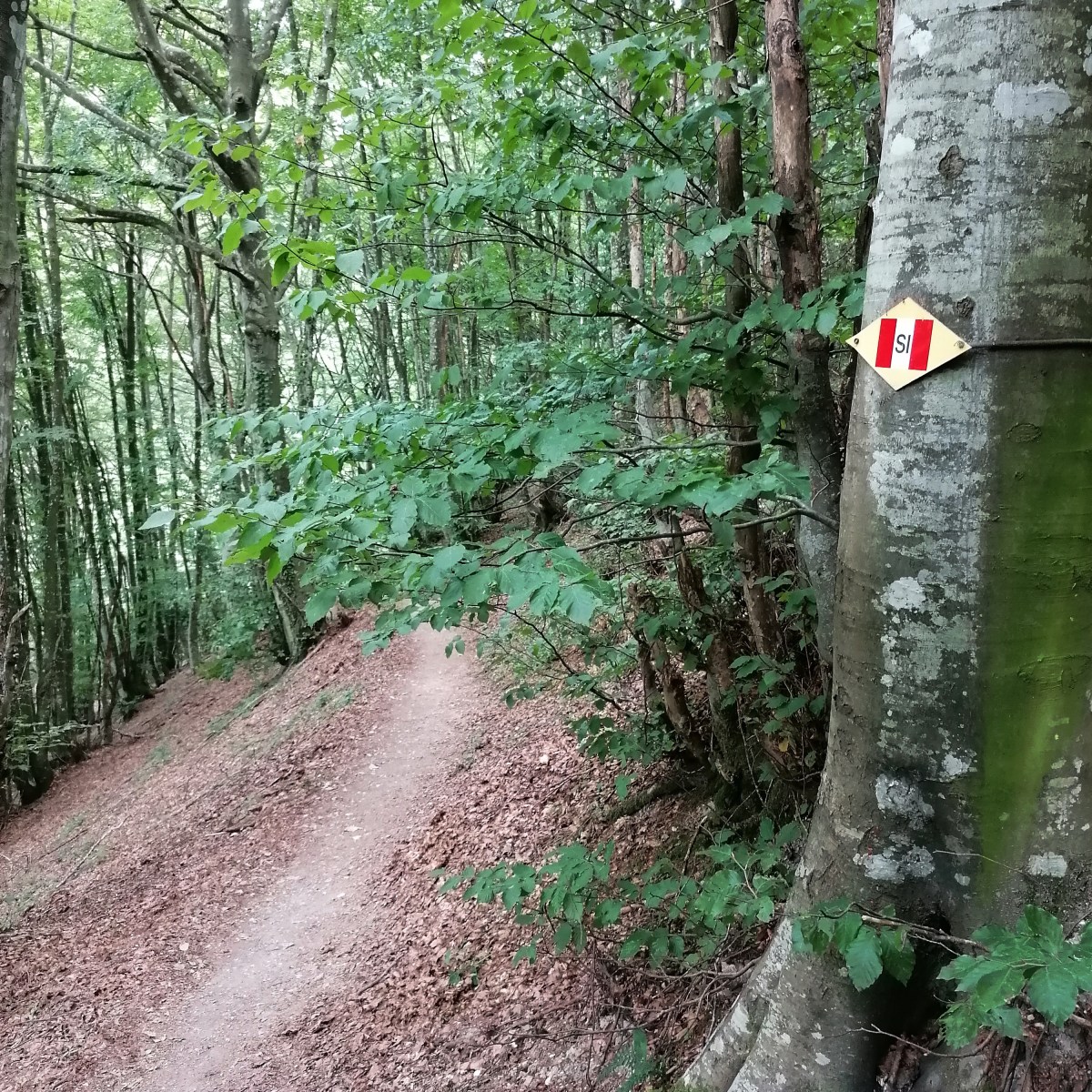 Vieni, c’è una strada nel&nbsp;bosco