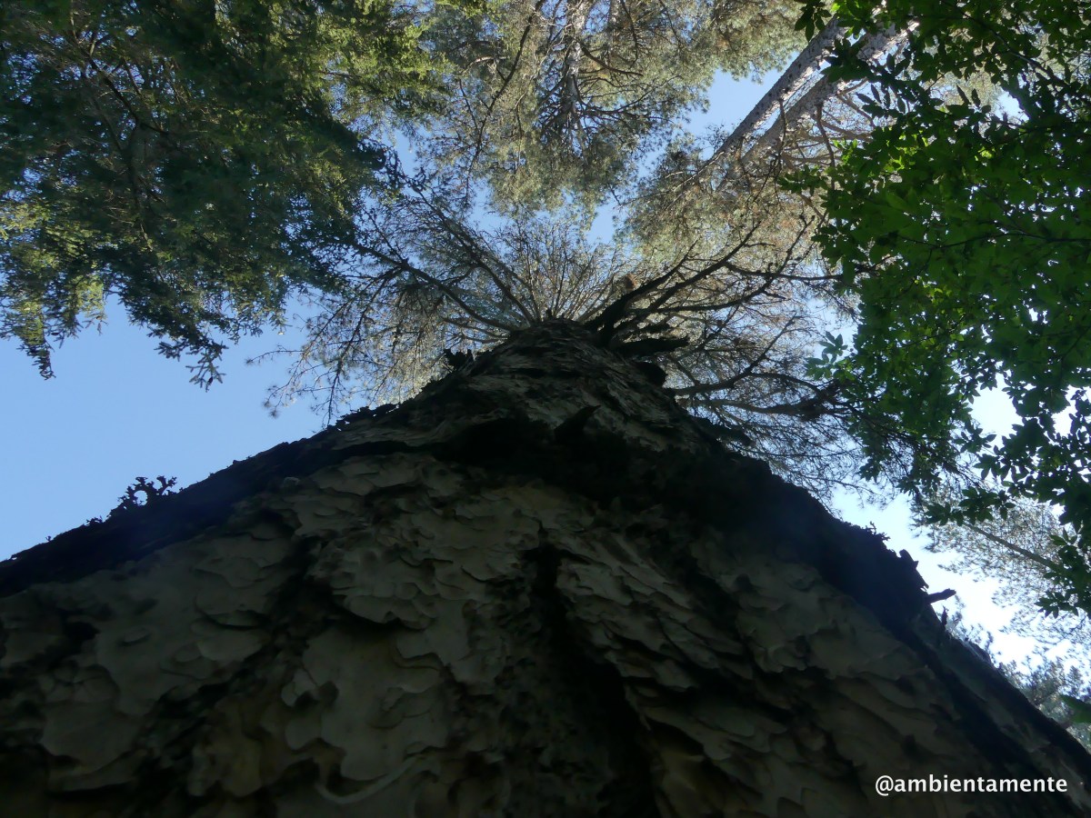 I Giganti della&nbsp;Sila