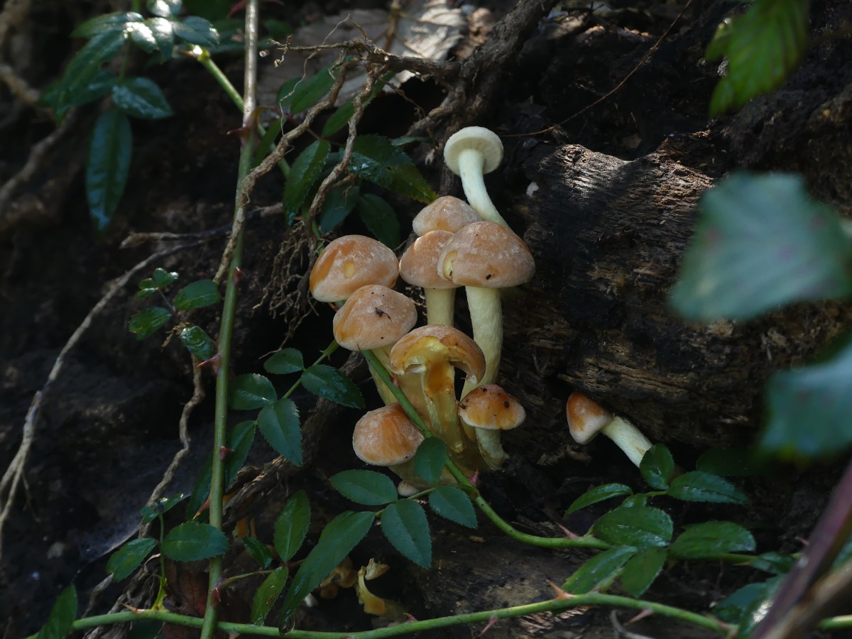 La vita interconnessa