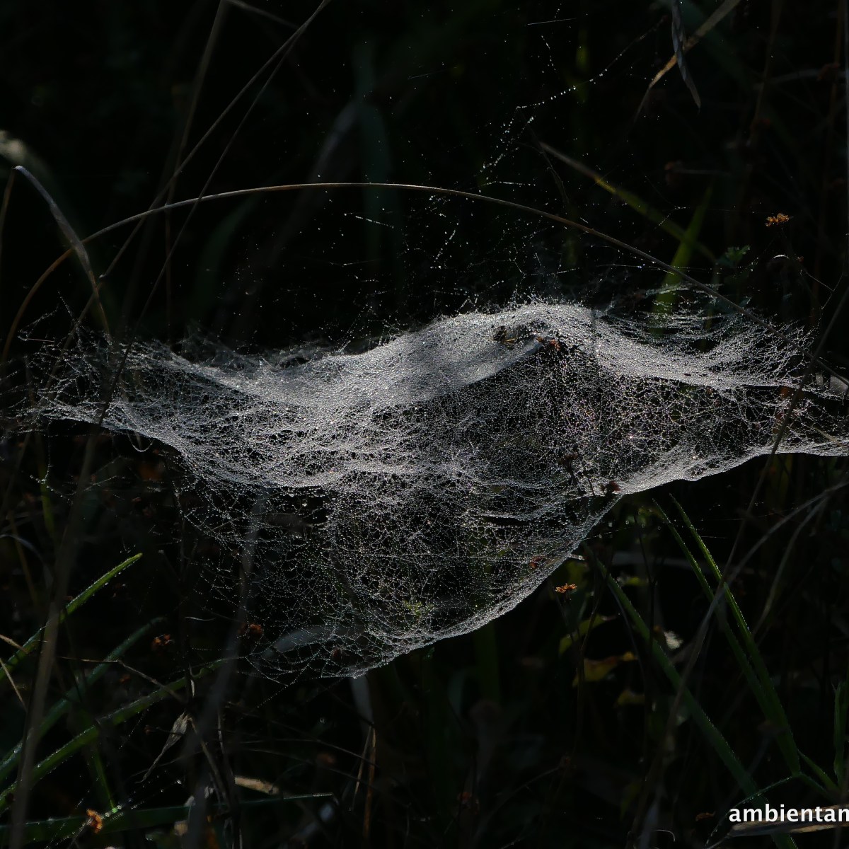 L’albero intricato