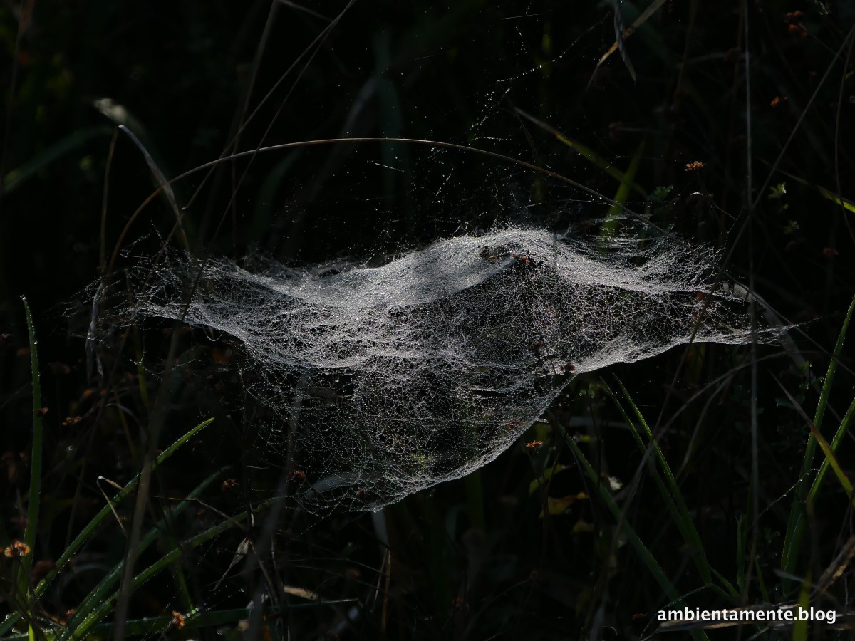 L’albero intricato