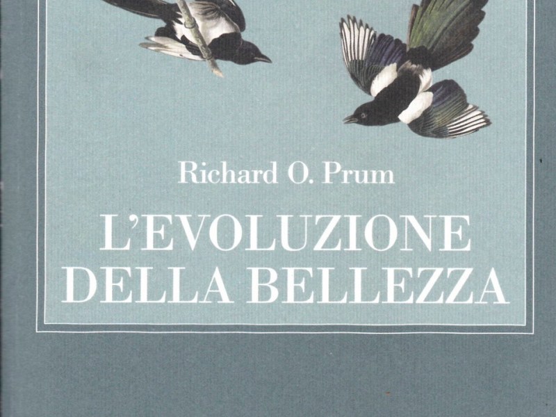 L’evoluzione della bellezza