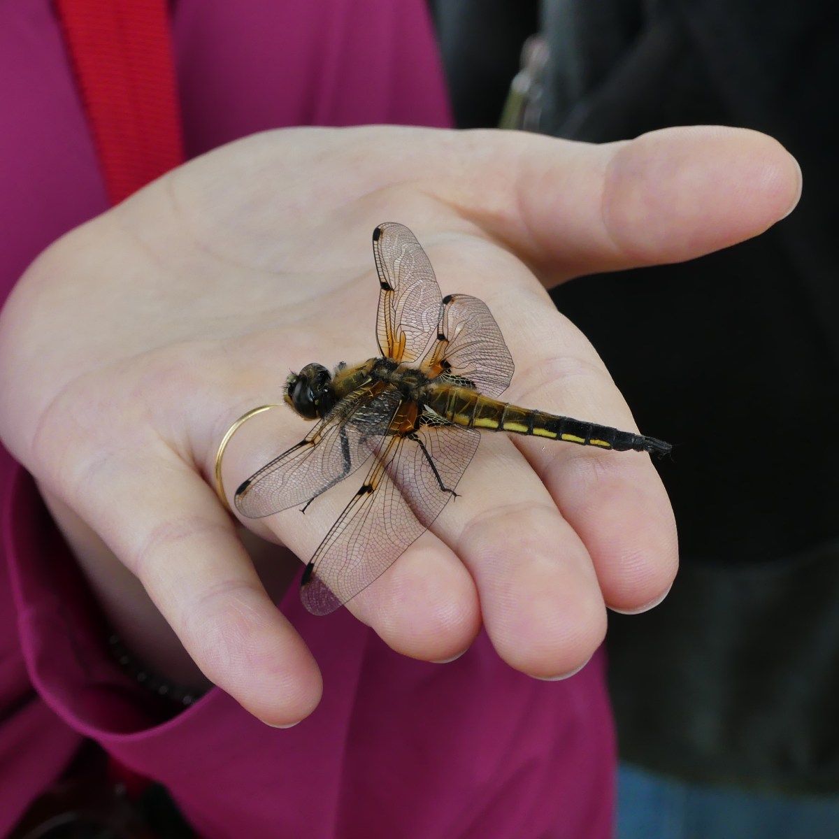 Le regole dell’amore.