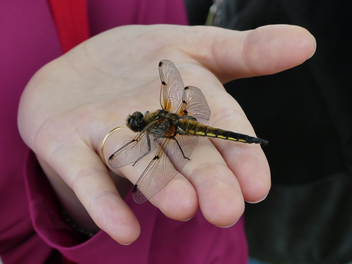 Le regole dell’amore.