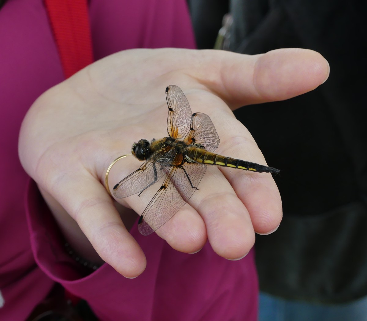 Le regole dell’amore.