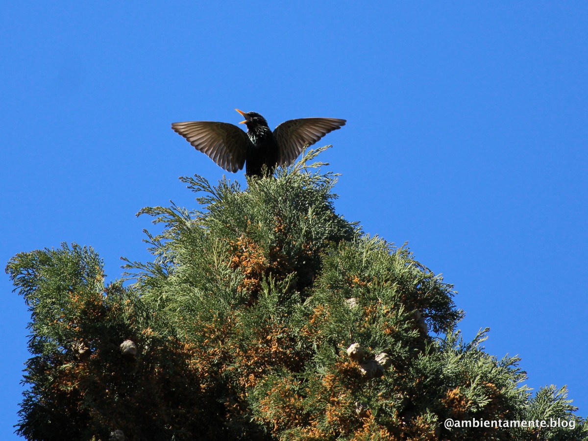 Gli Storni ed il Nobel per la&nbsp;Fisica