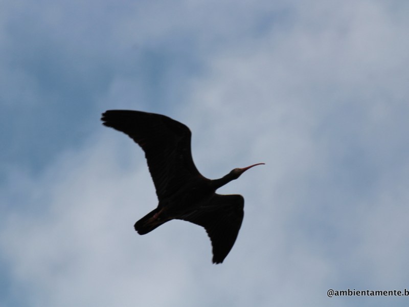 Bracconaggio, un danno per&nbsp;tutti.
