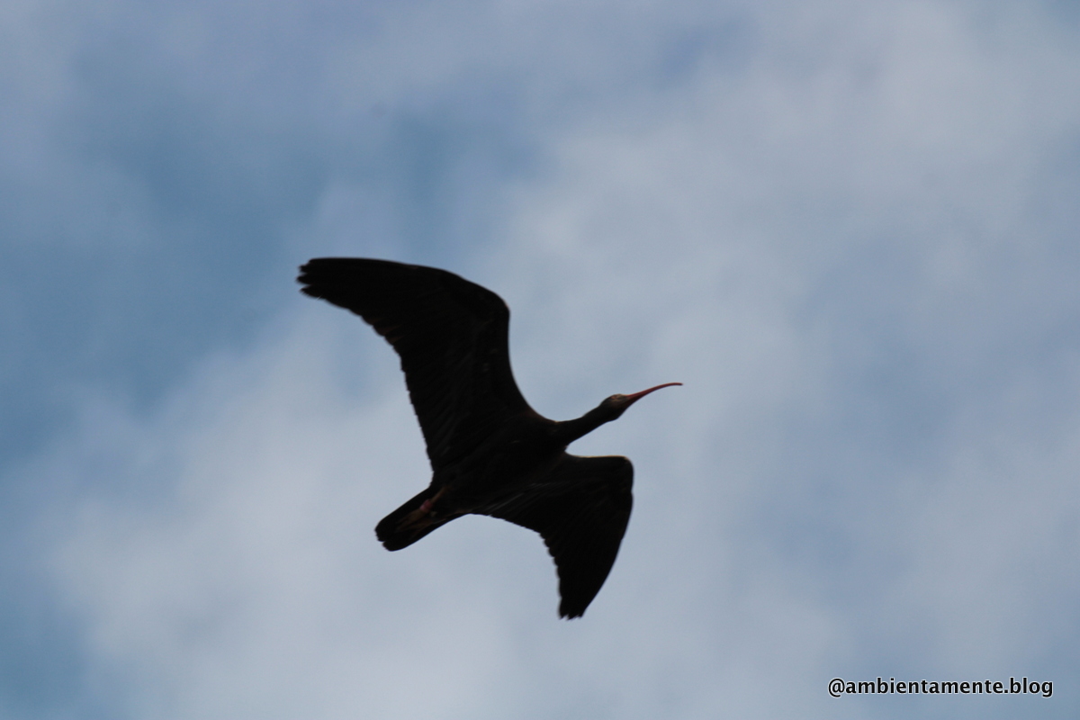 Bracconaggio, un danno per&nbsp;tutti.