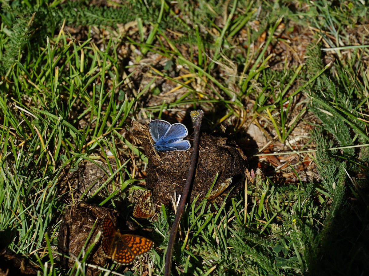Lo strano odore della&nbsp;vita.