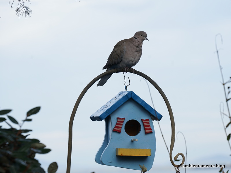 Atlante degli Uccelli nidificanti in Italia