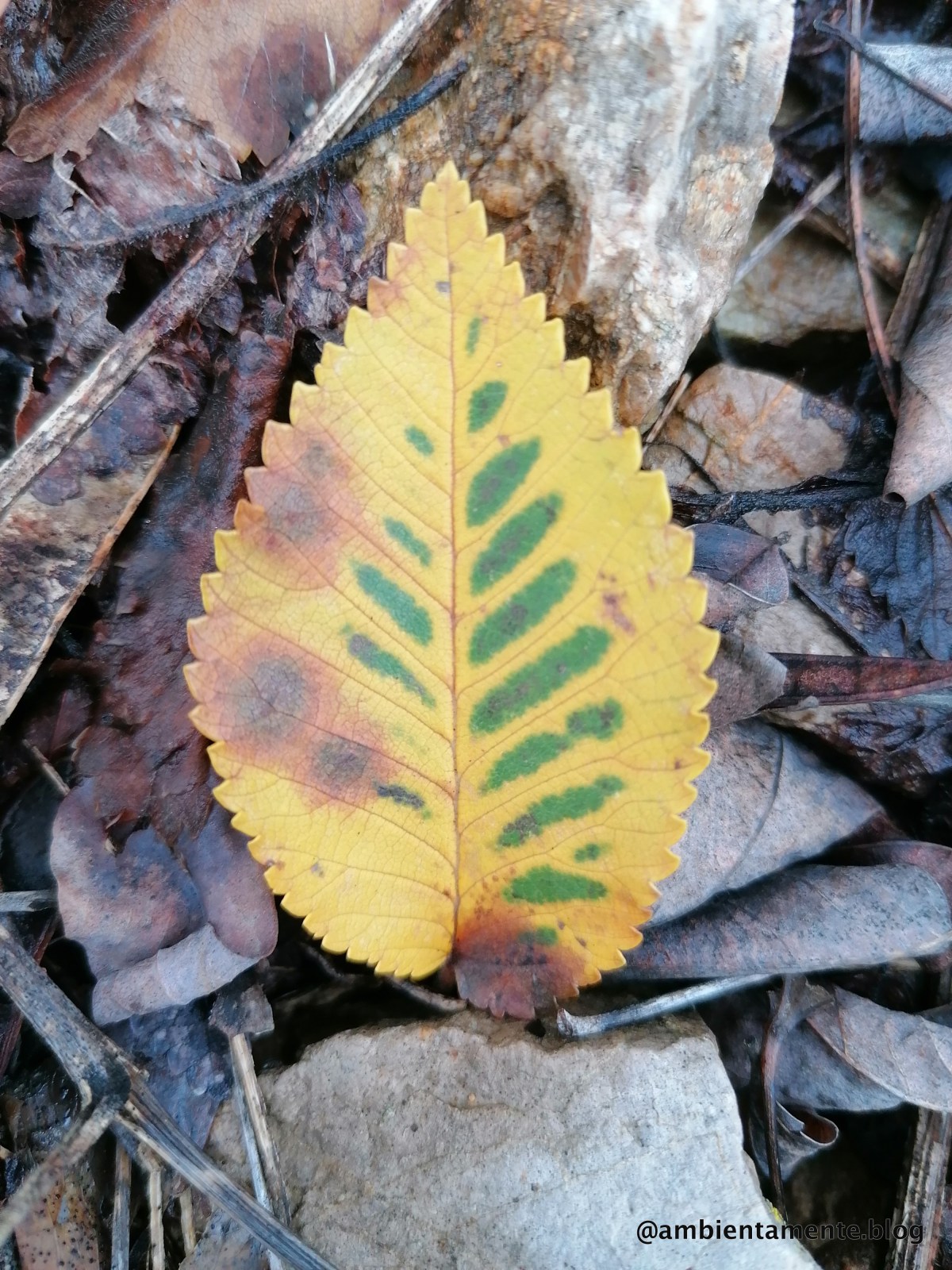 La Nazione delle&nbsp;Piante