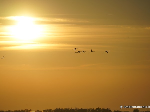 Le Zone Umide : una giornata per ricordarne l’esistenza e l’importanza.