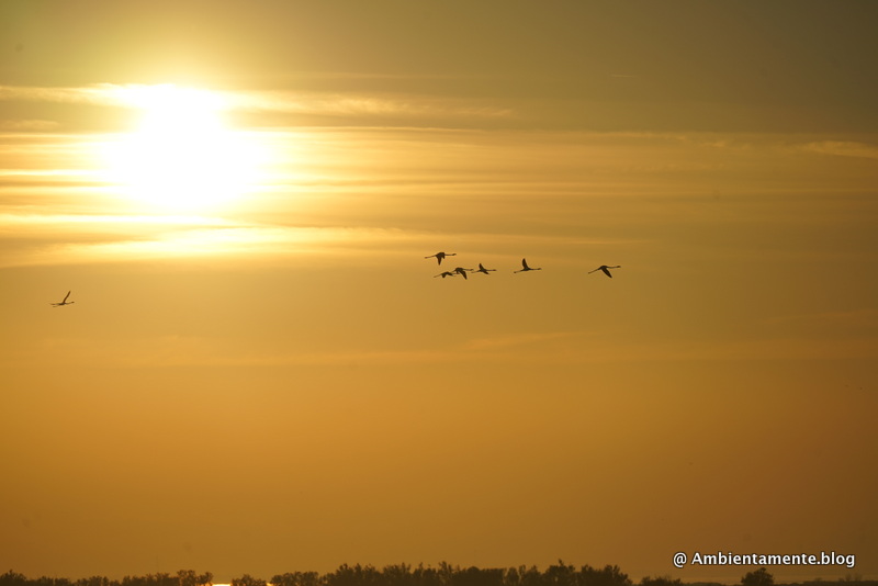 Le Zone Umide : una giornata per ricordarne l’esistenza e l’importanza.