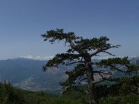 I Pini loricati del&nbsp;Pollino