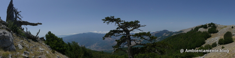 I Pini loricati del&nbsp;Pollino