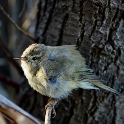 Piccoli uccelli che&nbsp;migrano