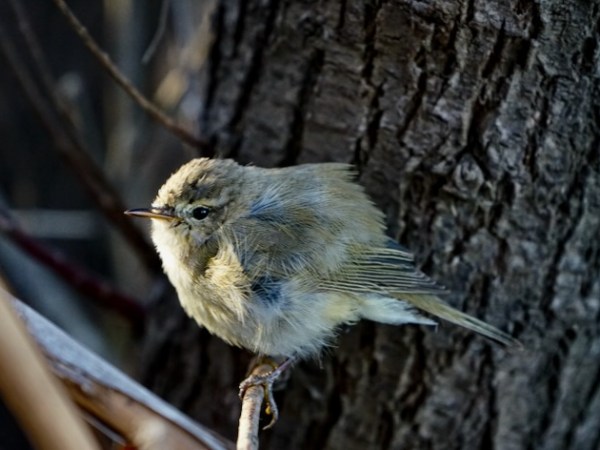 Piccoli uccelli che&nbsp;migrano