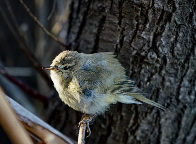 Piccoli uccelli che&nbsp;migrano